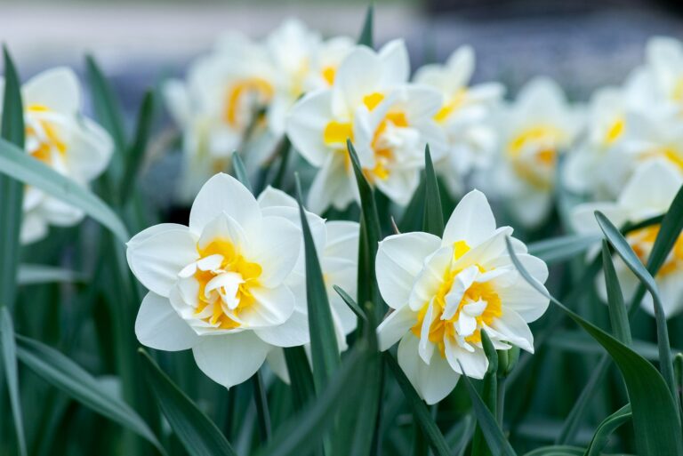 Close-up of very pale yellow daffodils.
