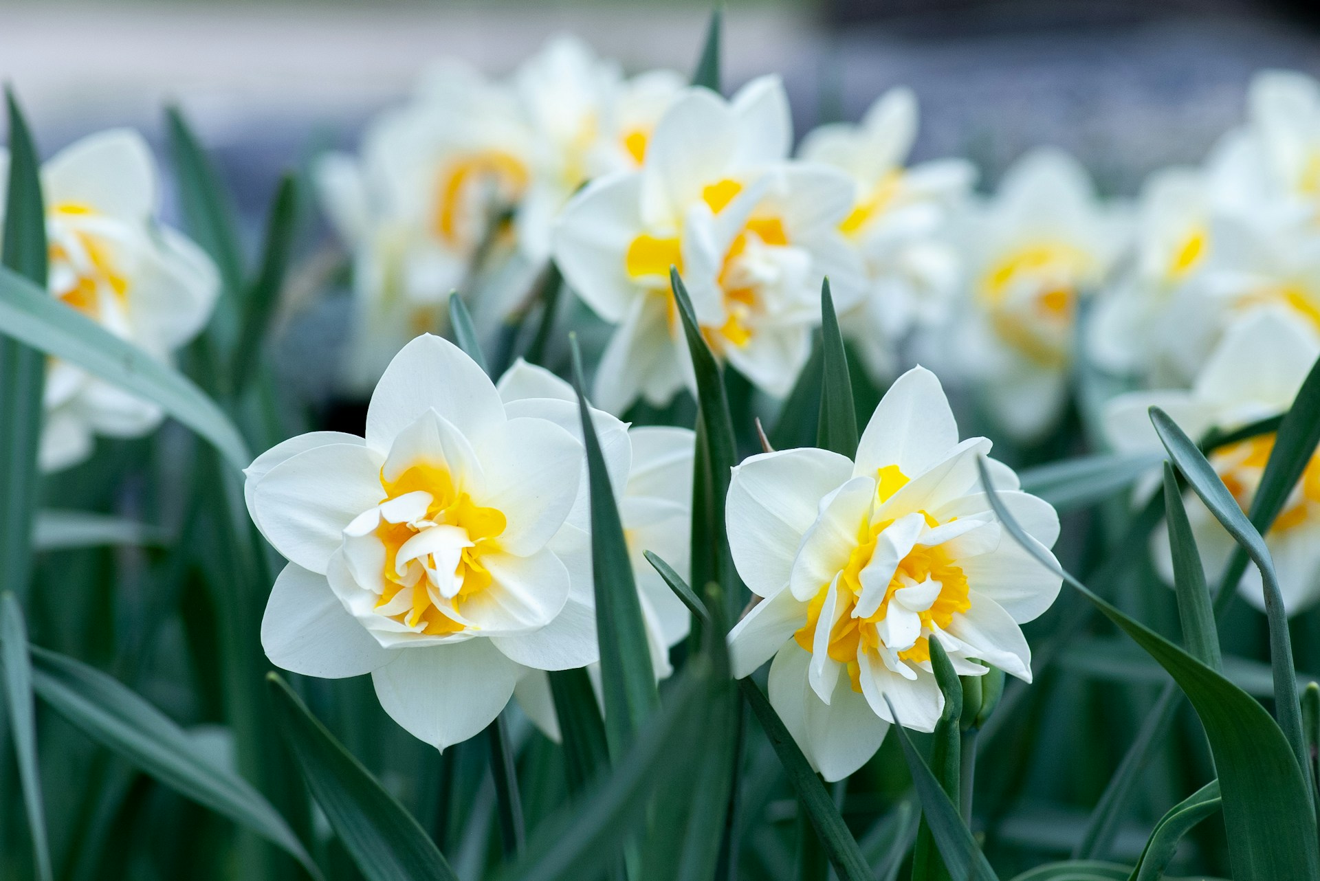 Close-up of very pale yellow daffodils.